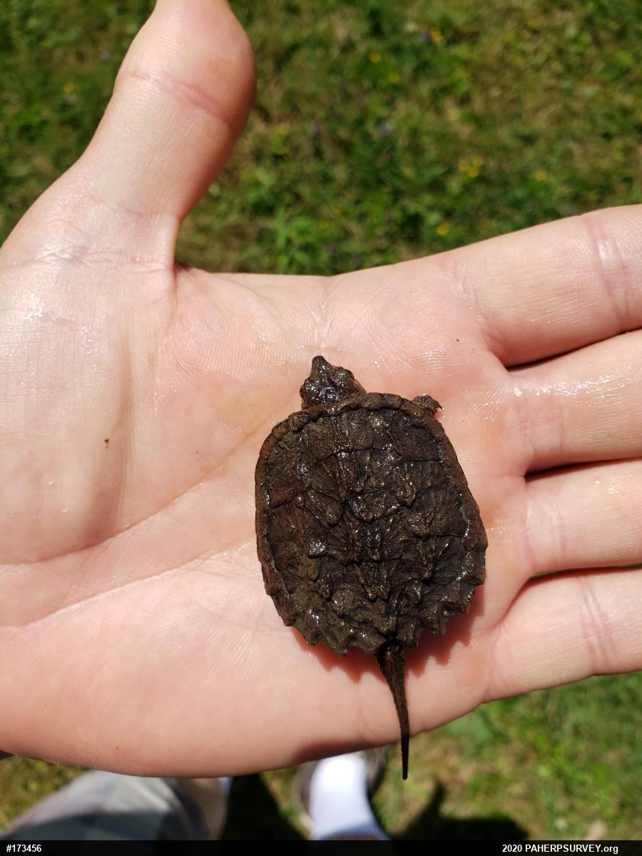 Snapping Turtle