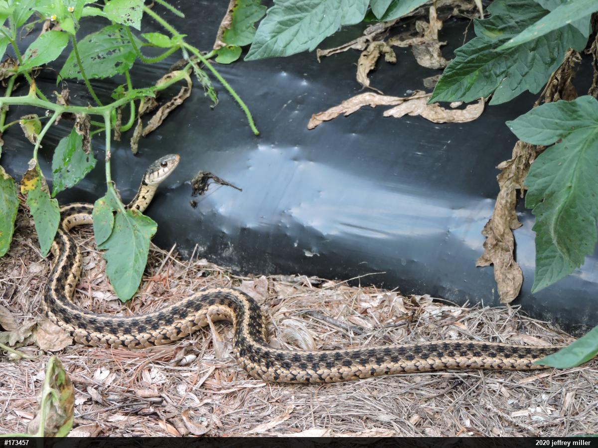 Eastern Gartersnake