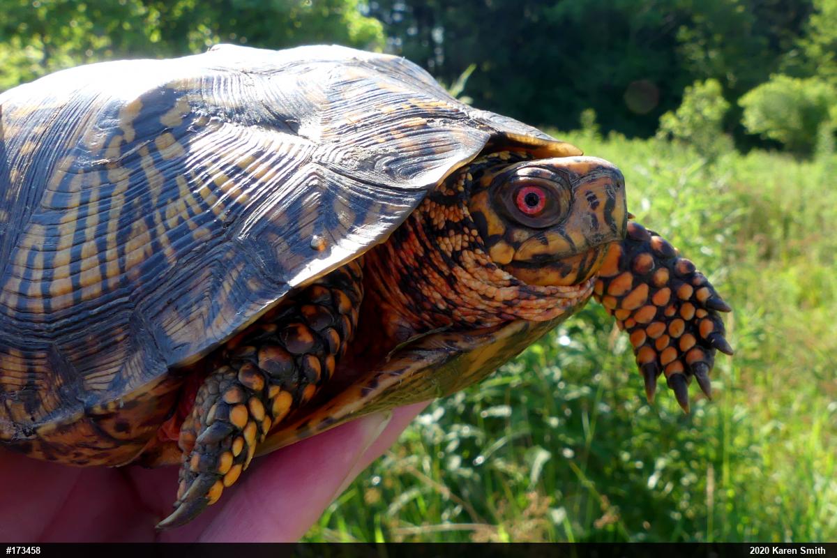Eastern Box Turtle