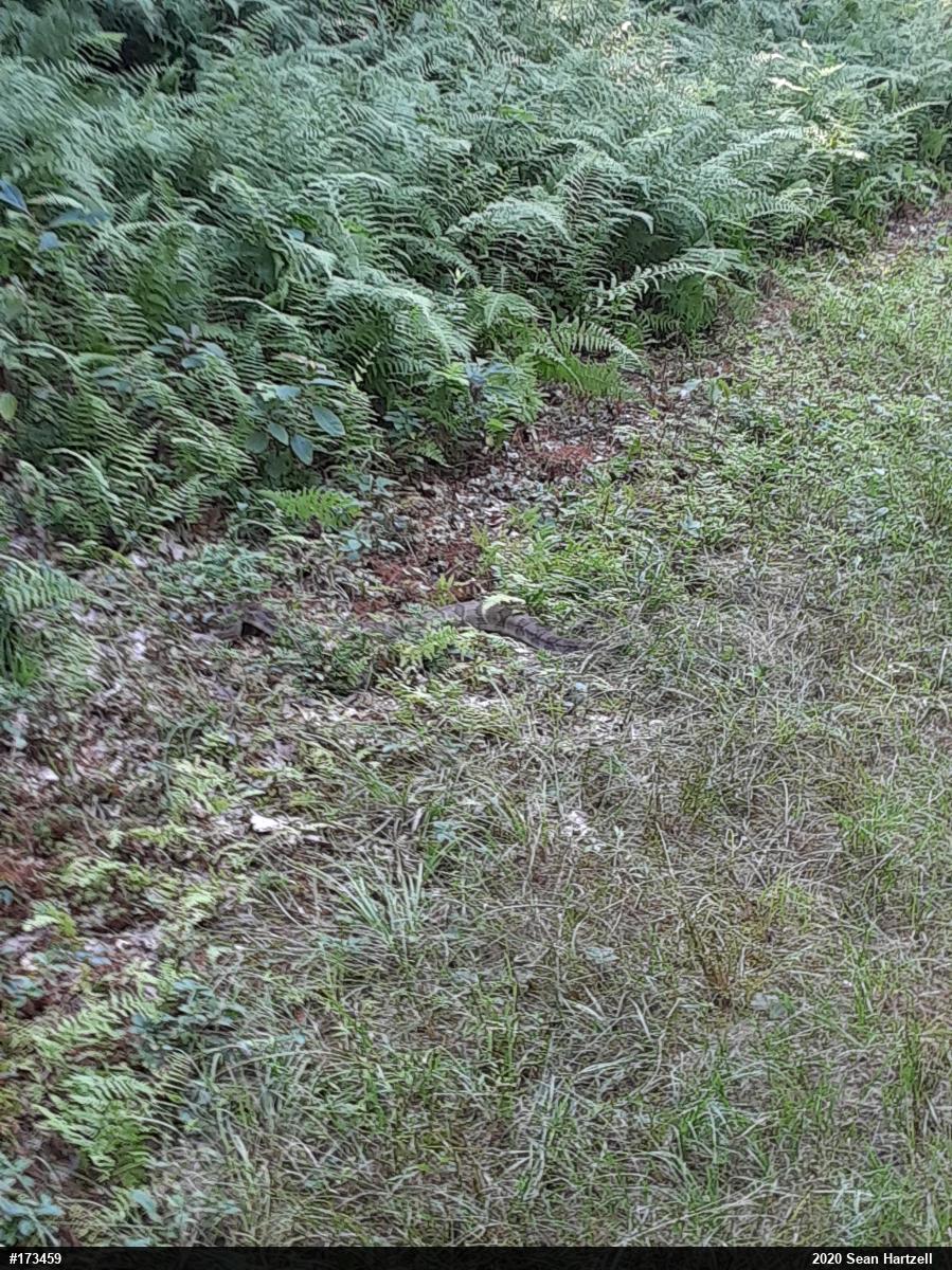 Timber Rattlesnake