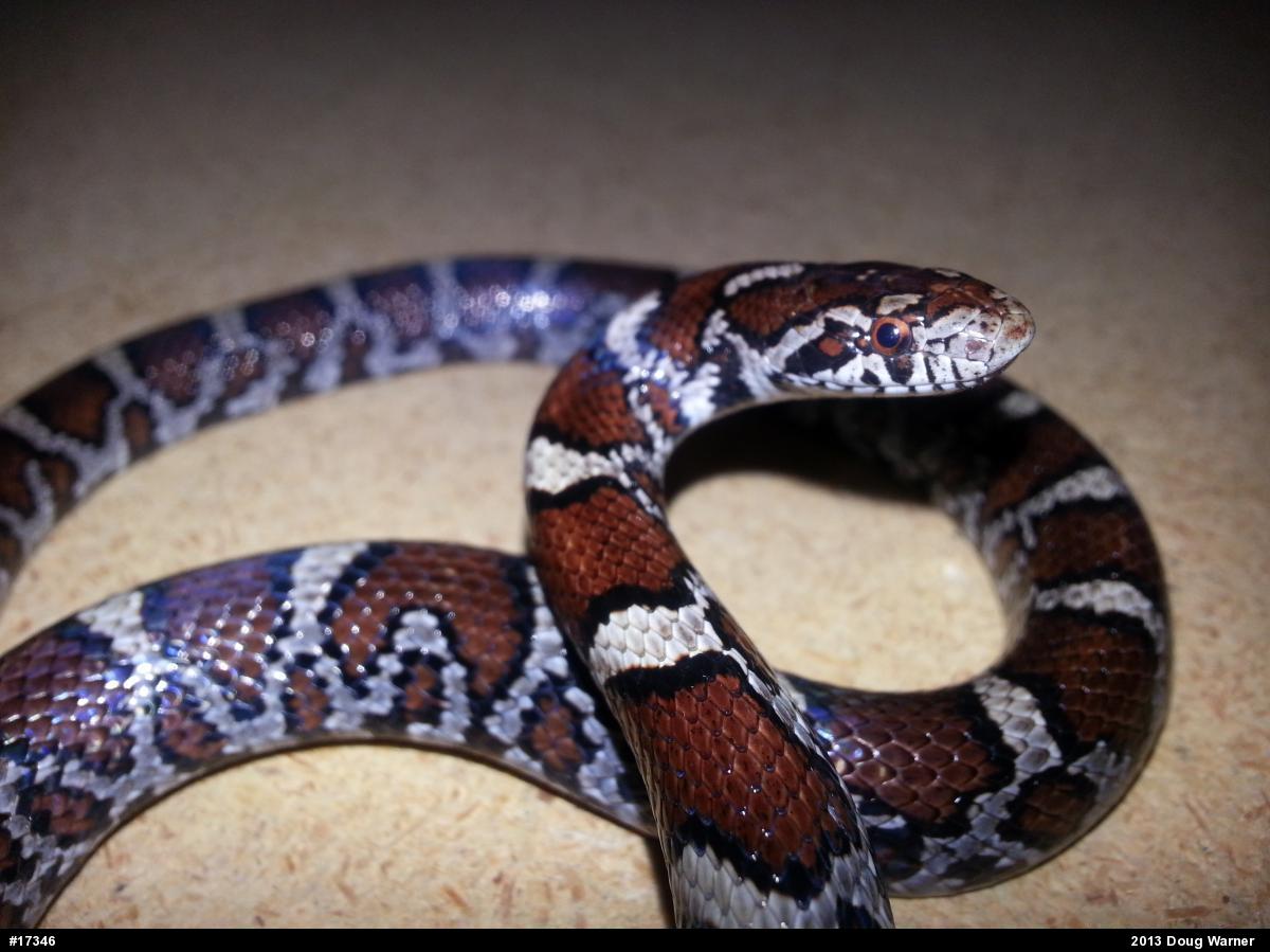 Eastern Milksnake