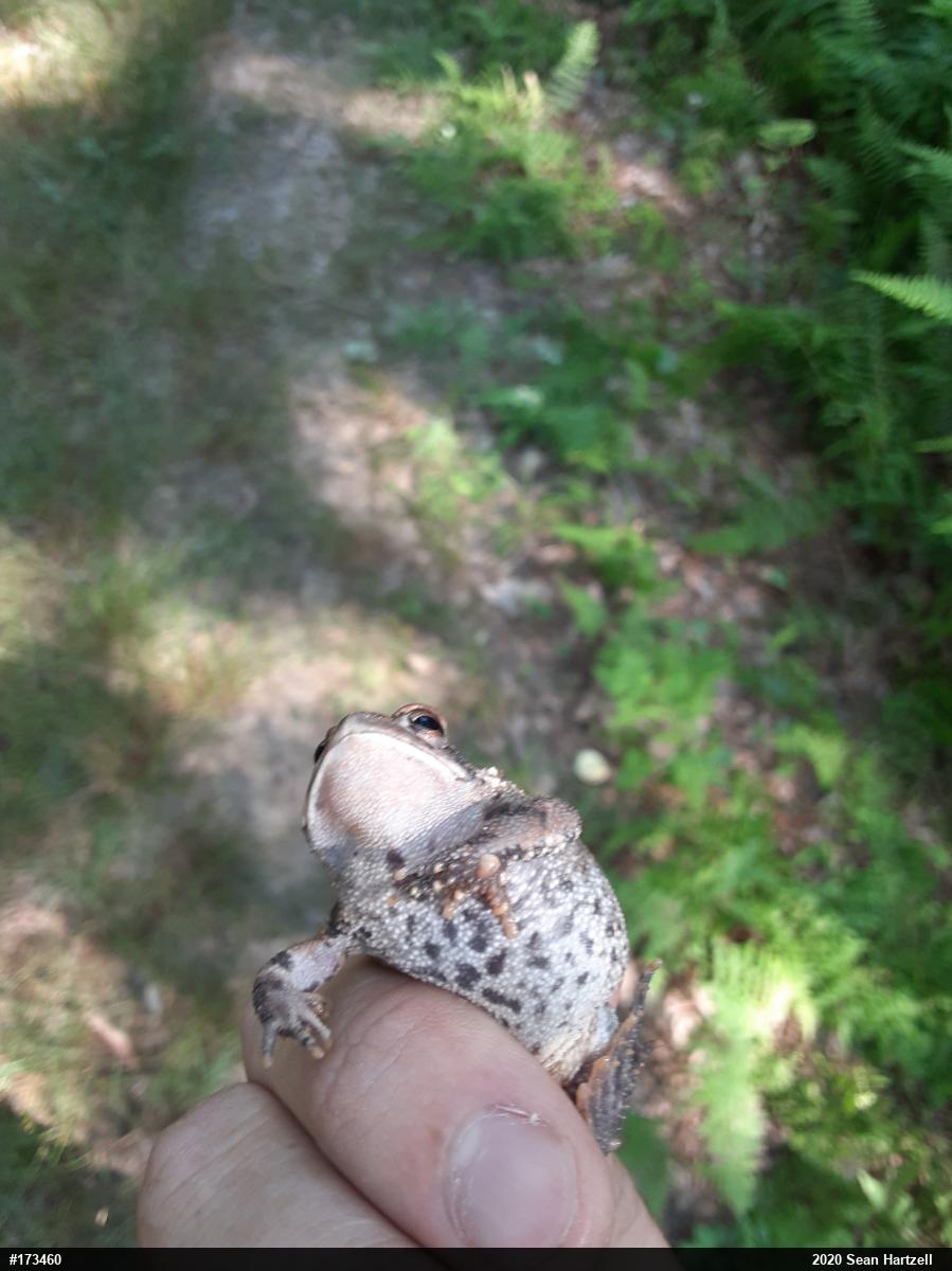 Eastern American Toad