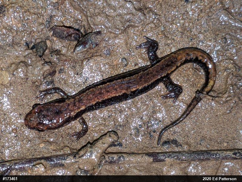 Allegheny Mountain Dusky Salamander