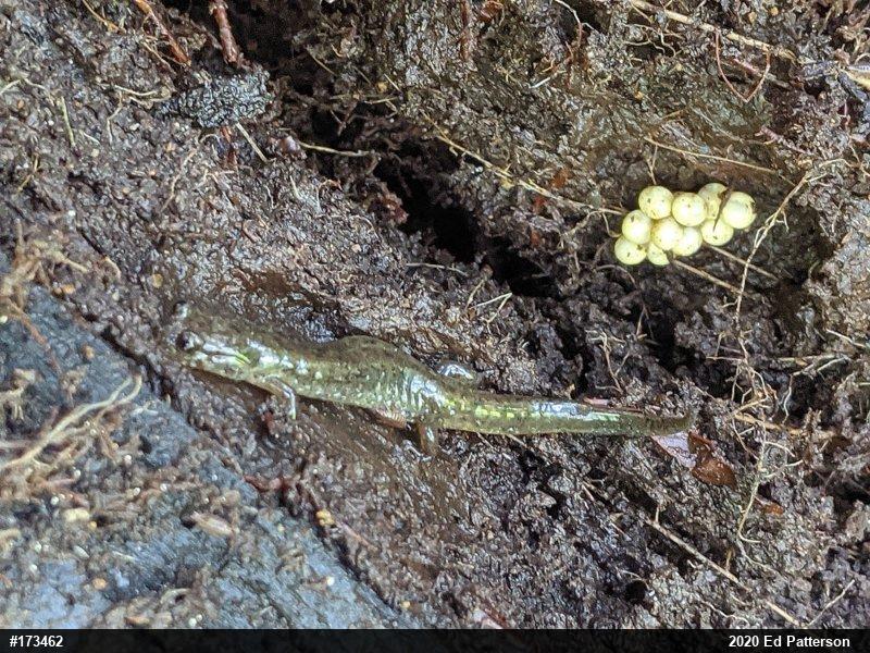 Northern Dusky Salamander