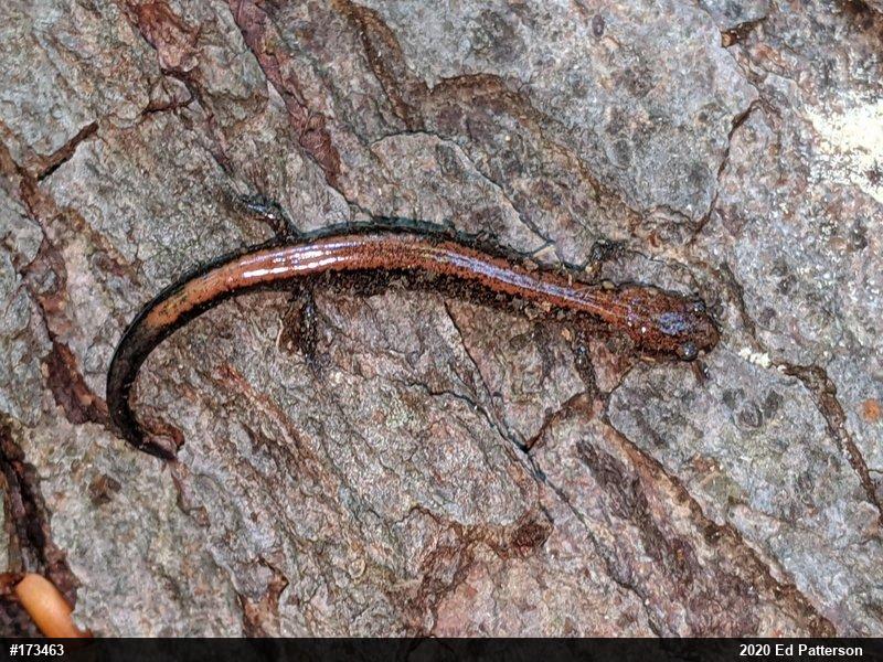 Eastern Red-backed  Salamander