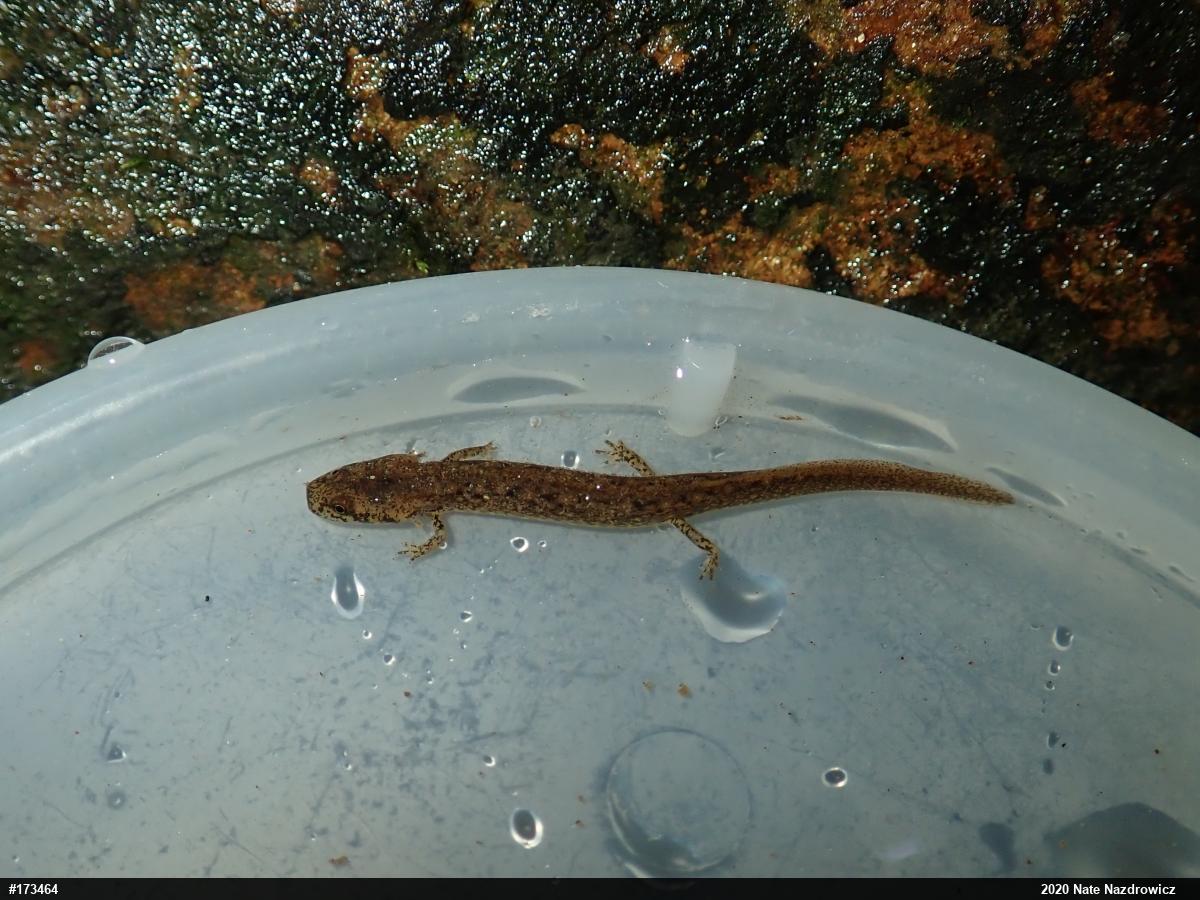 Northern Two-lined Salamander