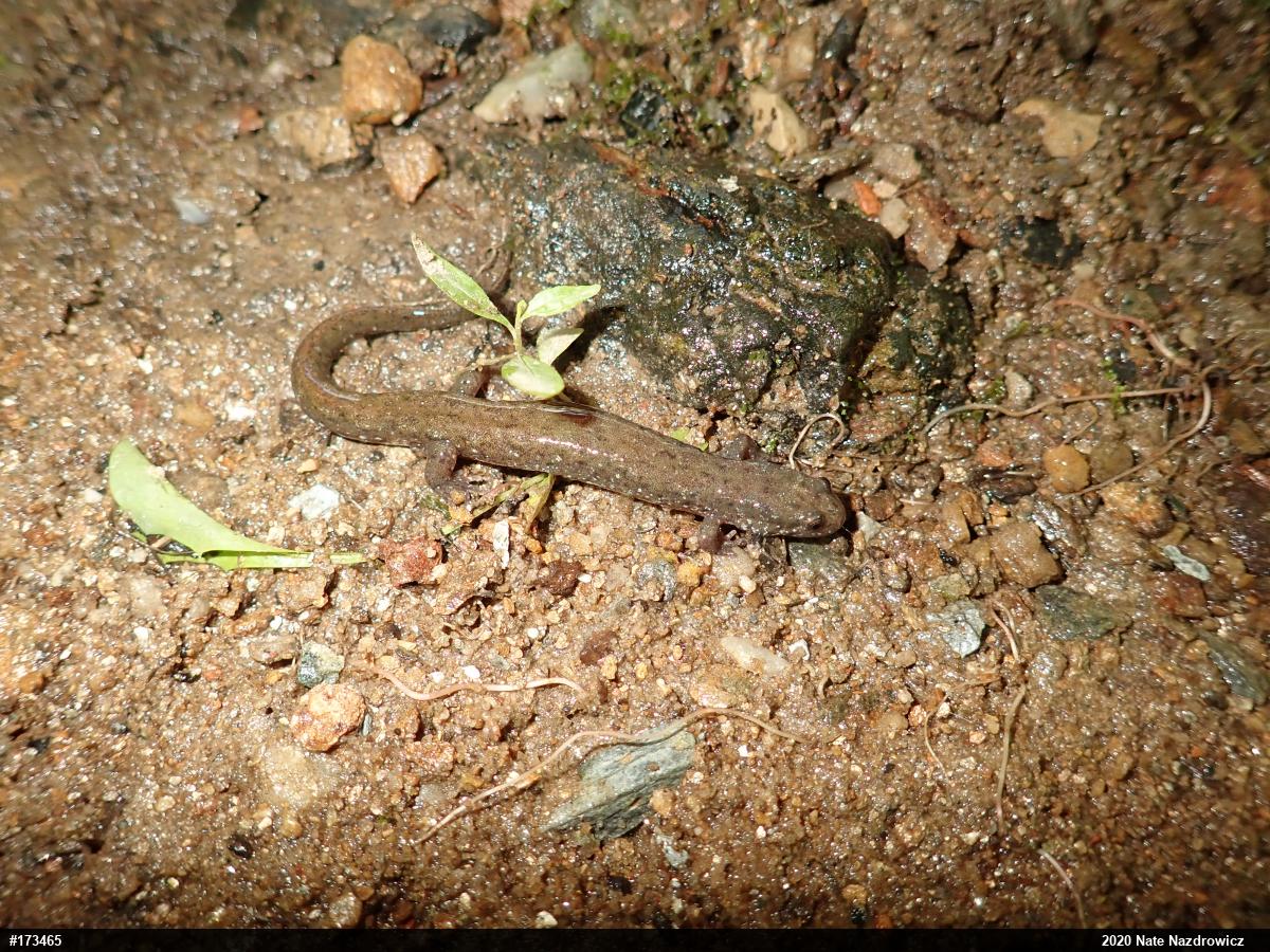 Northern Dusky Salamander