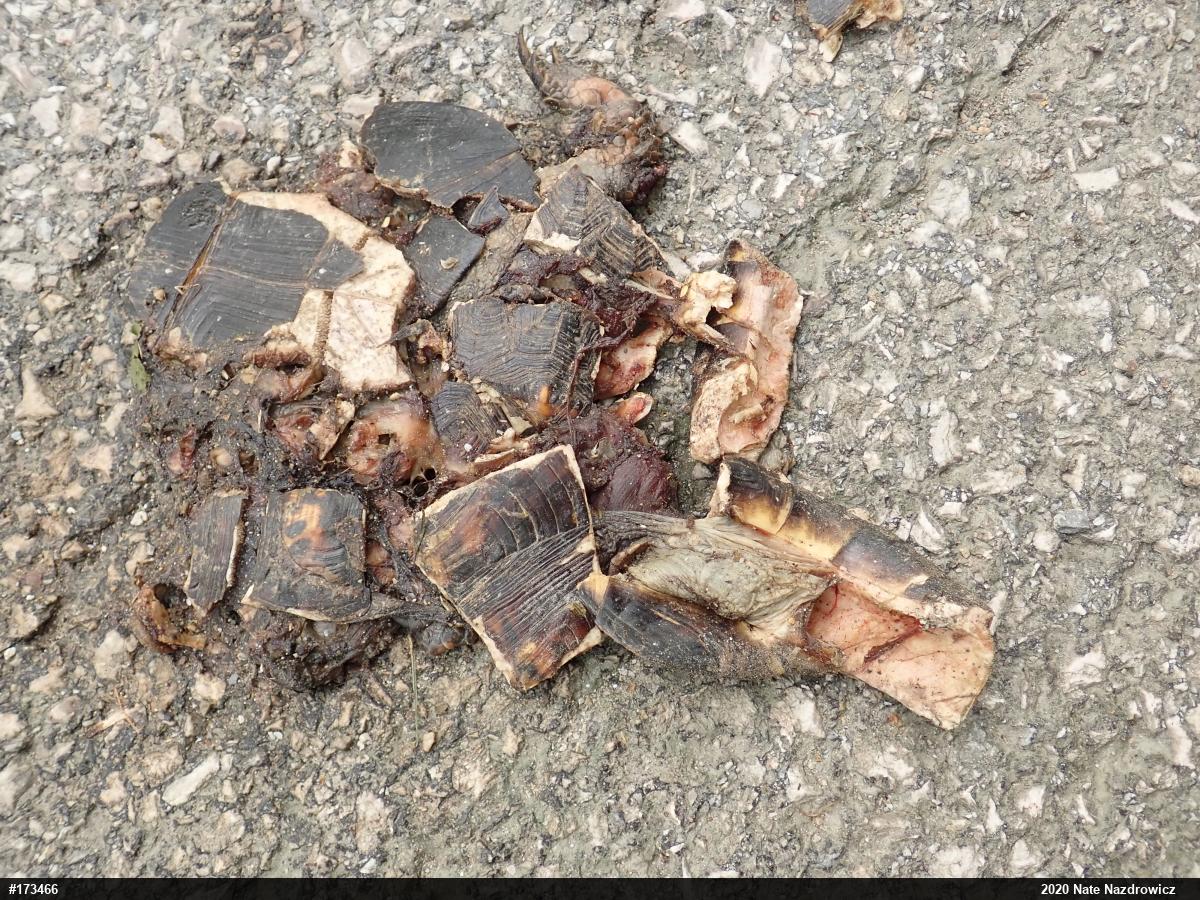 Eastern Box Turtle