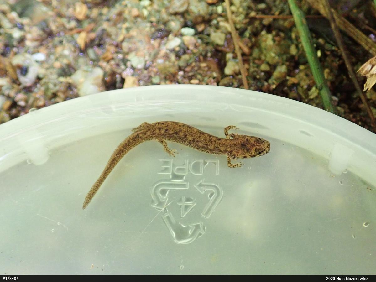 Northern Two-lined Salamander