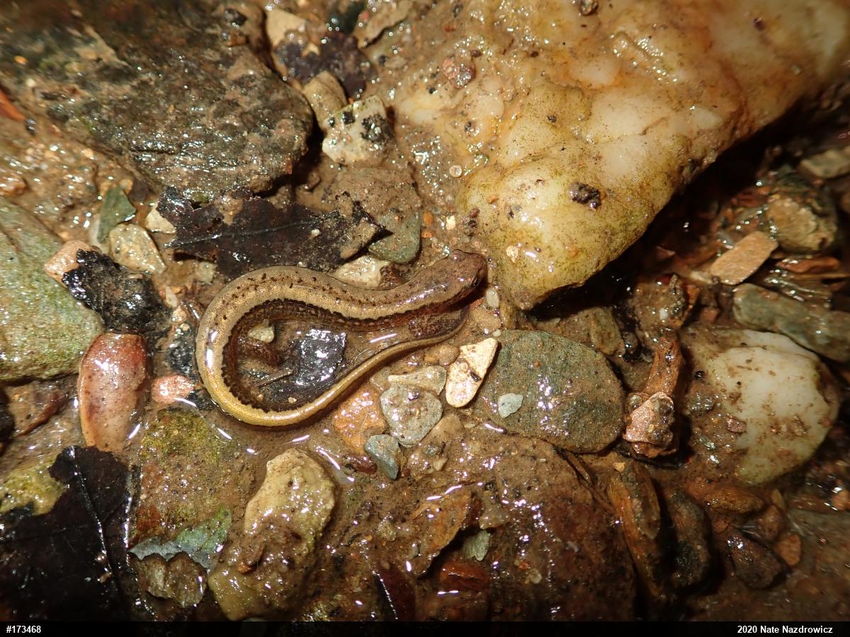 Northern Two-lined Salamander