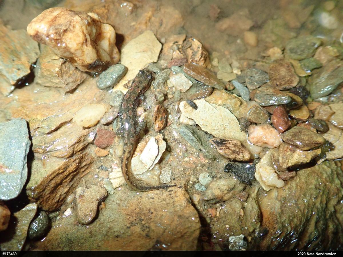 Northern Dusky Salamander
