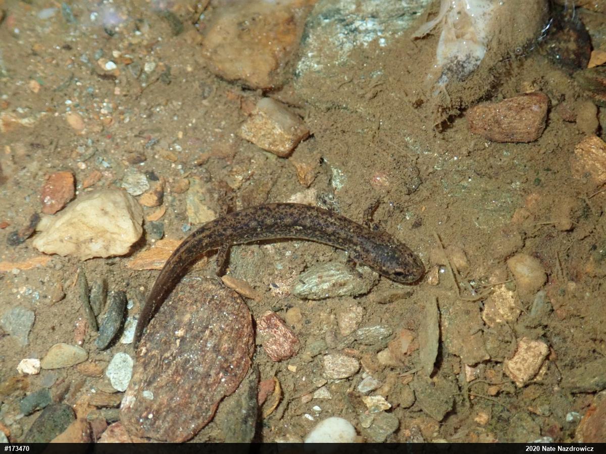 Northern Two-lined Salamander
