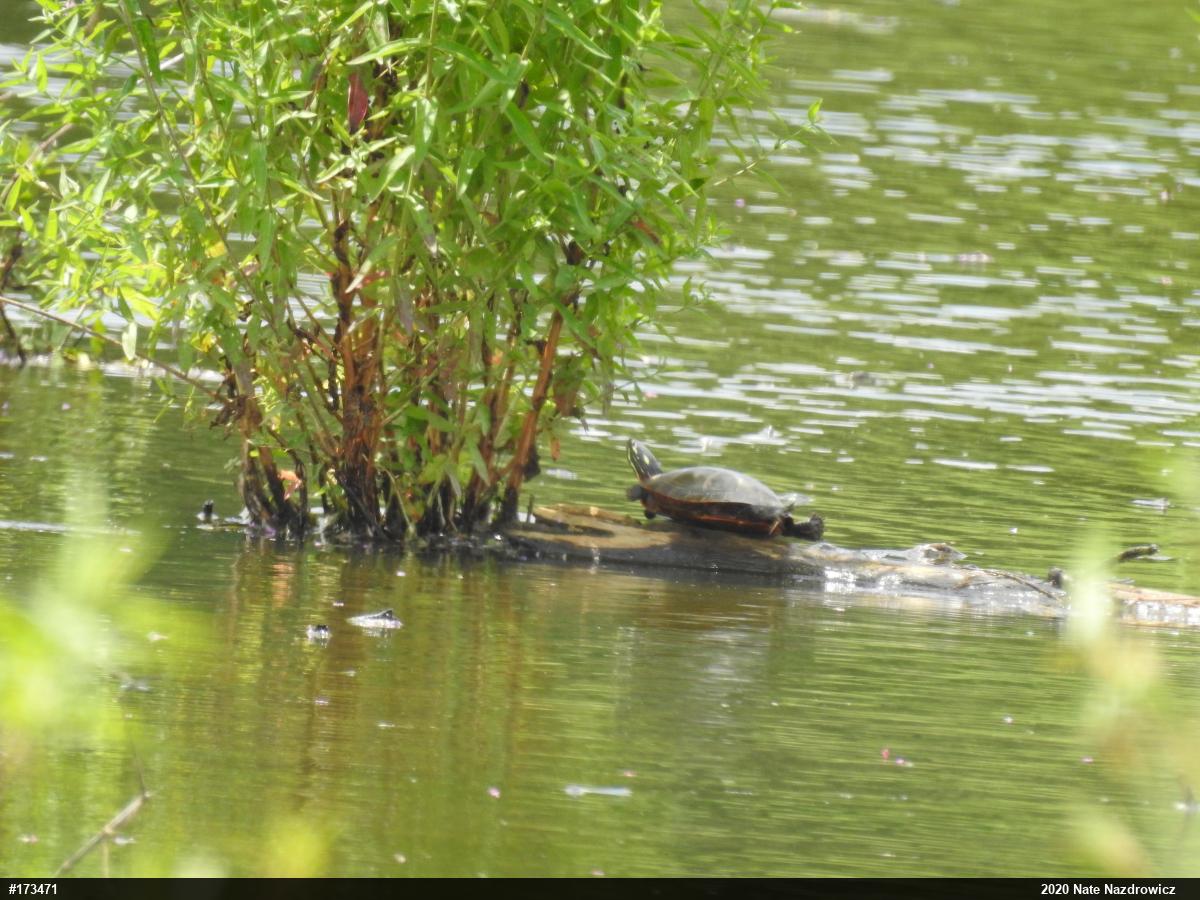 Painted Turtle