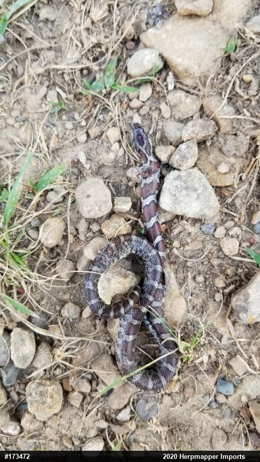 Eastern Milksnake