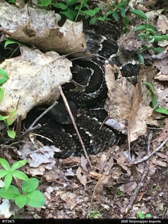 Timber Rattlesnake