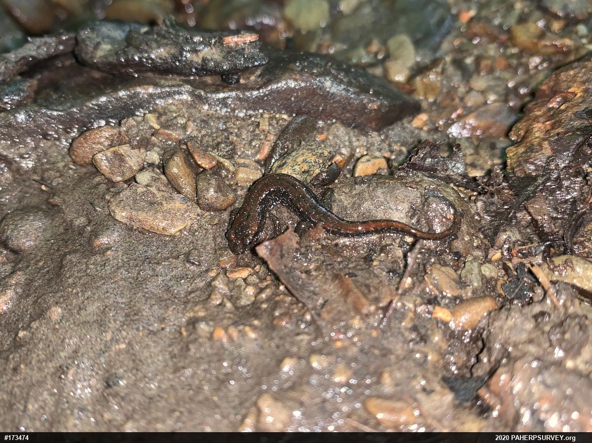 Northern Dusky Salamander
