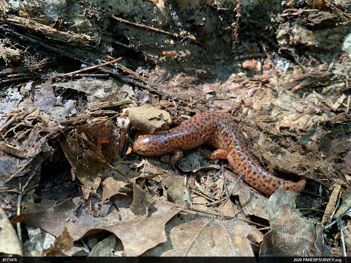 Northern Red Salamander