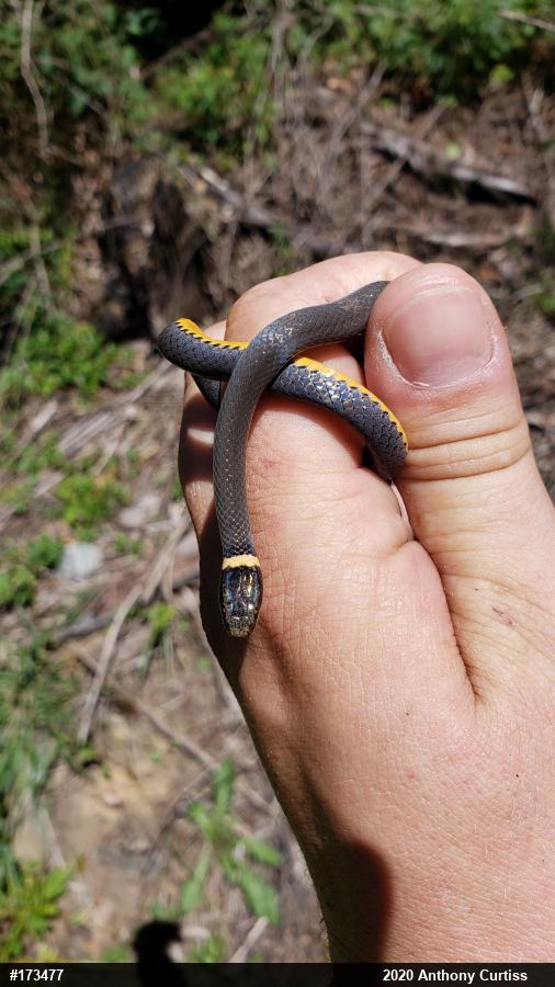 Northern Ring-necked Snake