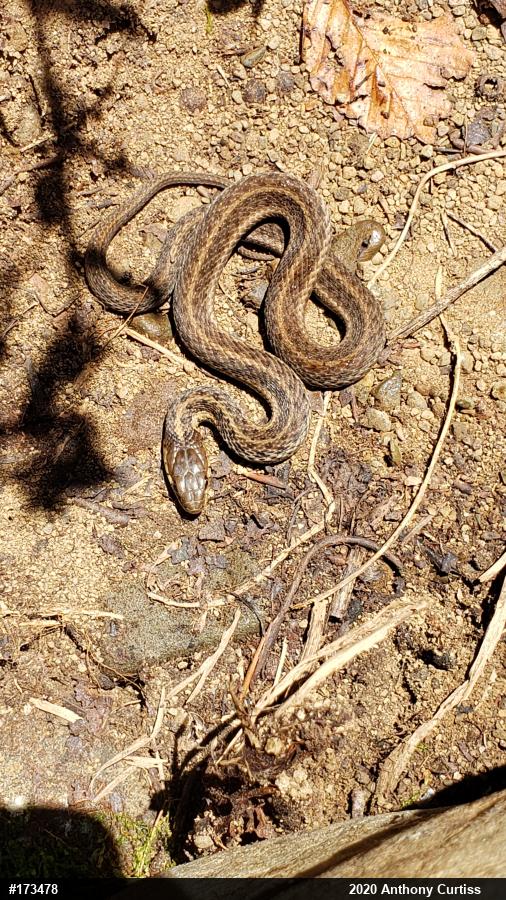 Eastern Gartersnake