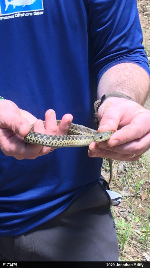 Eastern Gartersnake