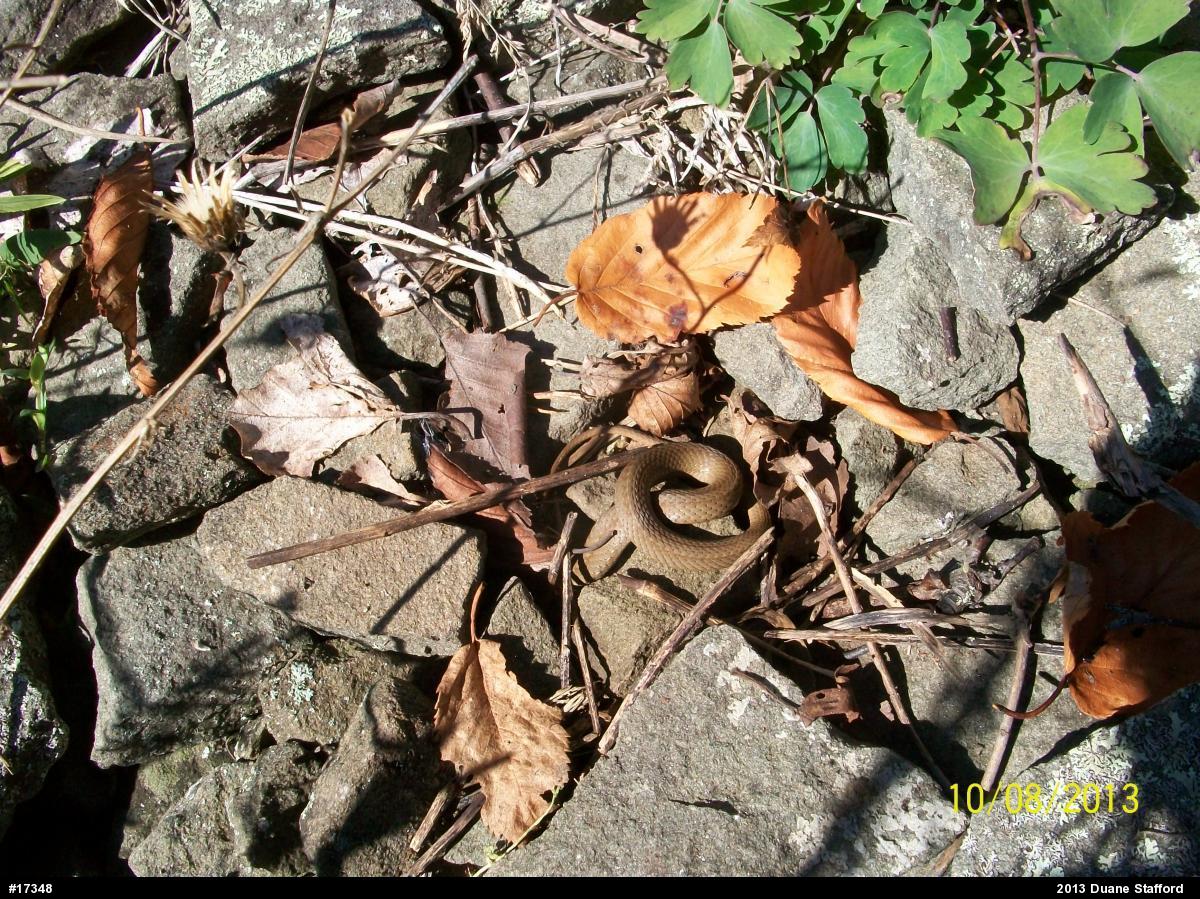 Brown & Redbelly Snakes