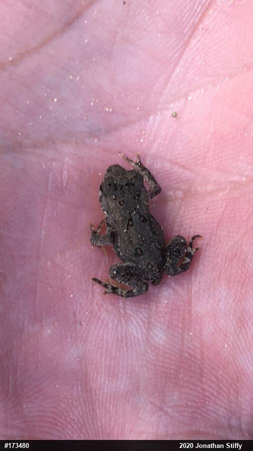 Eastern American Toad