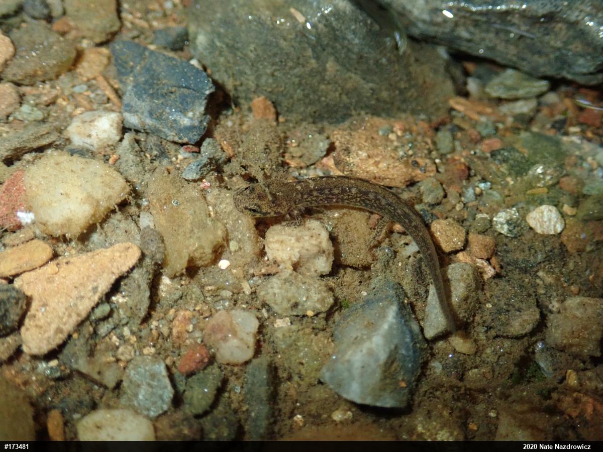 Northern Two-lined Salamander