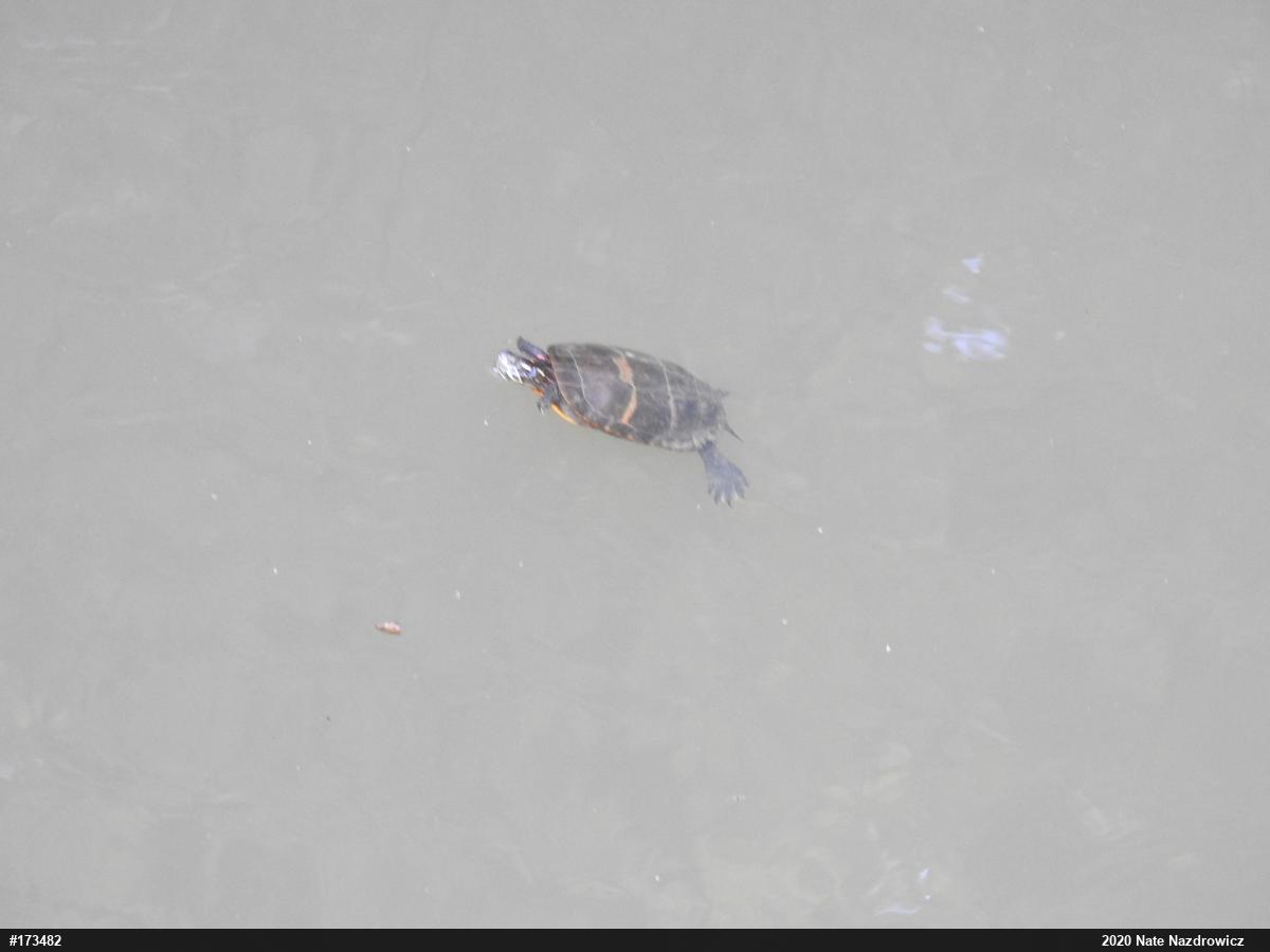 Eastern Painted Turtle
