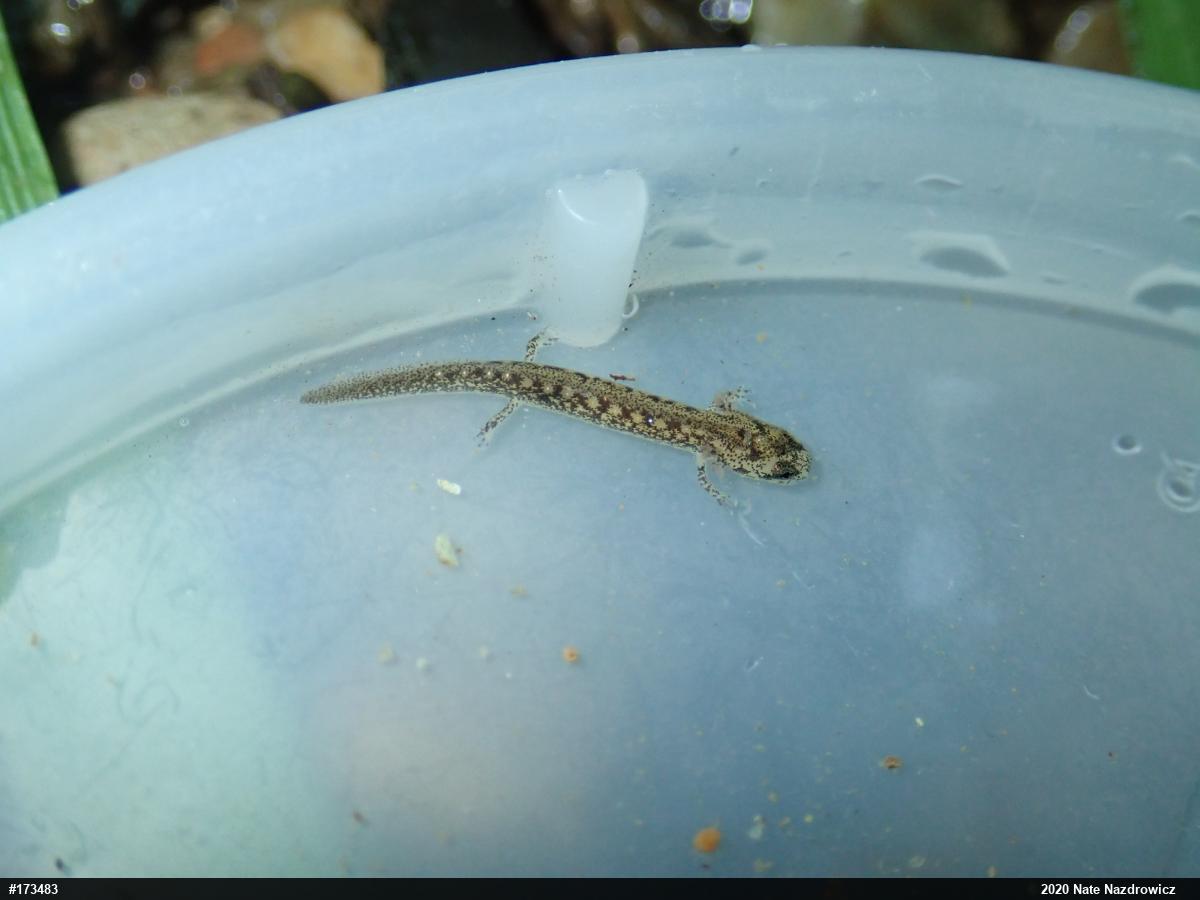 Northern Two-lined Salamander