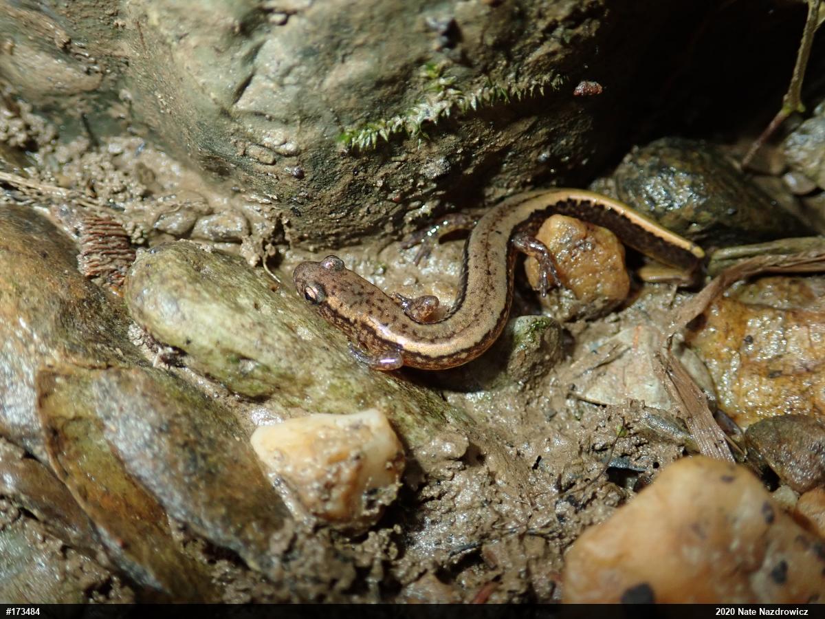 Northern Two-lined Salamander