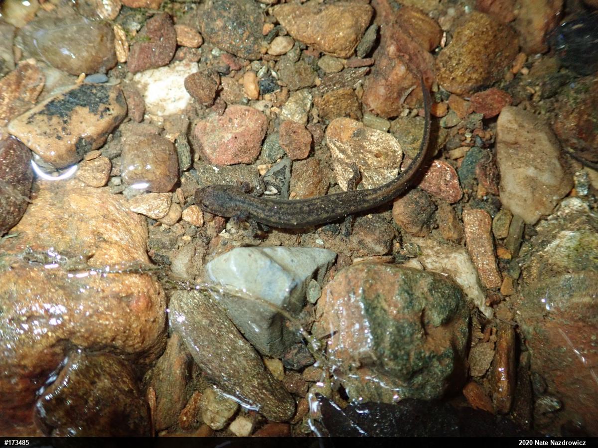 Northern Two-lined Salamander