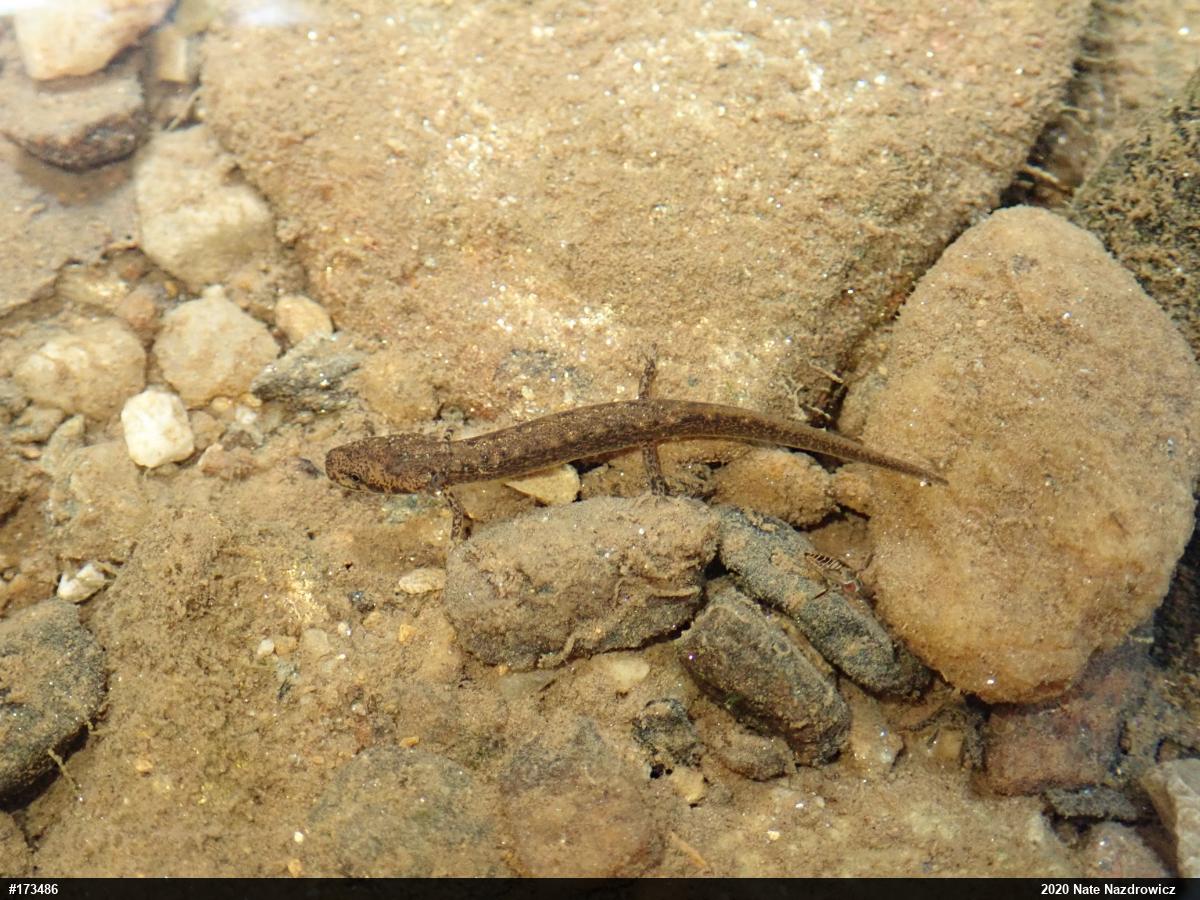 Northern Two-lined Salamander