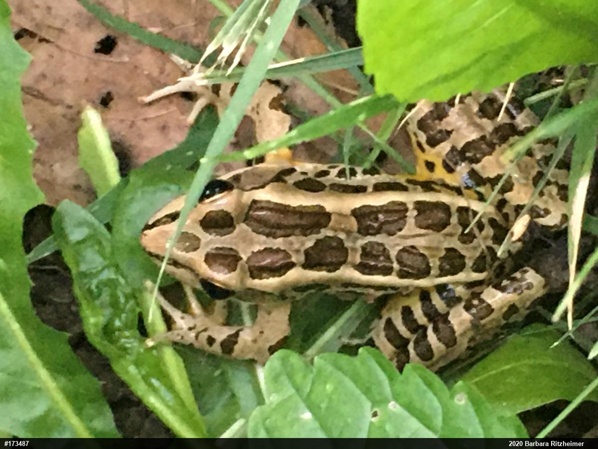 Pickerel Frog