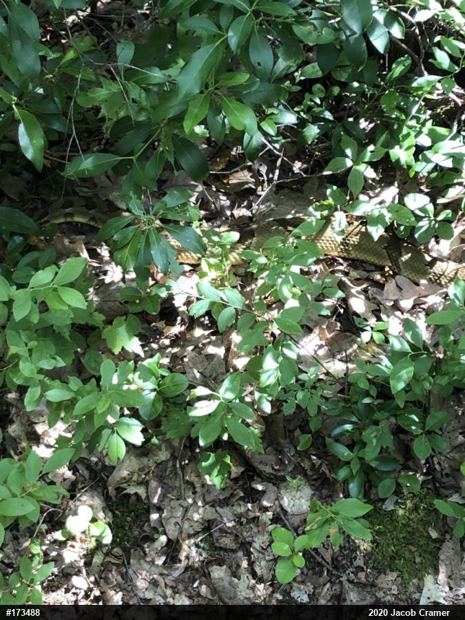 Timber Rattlesnake