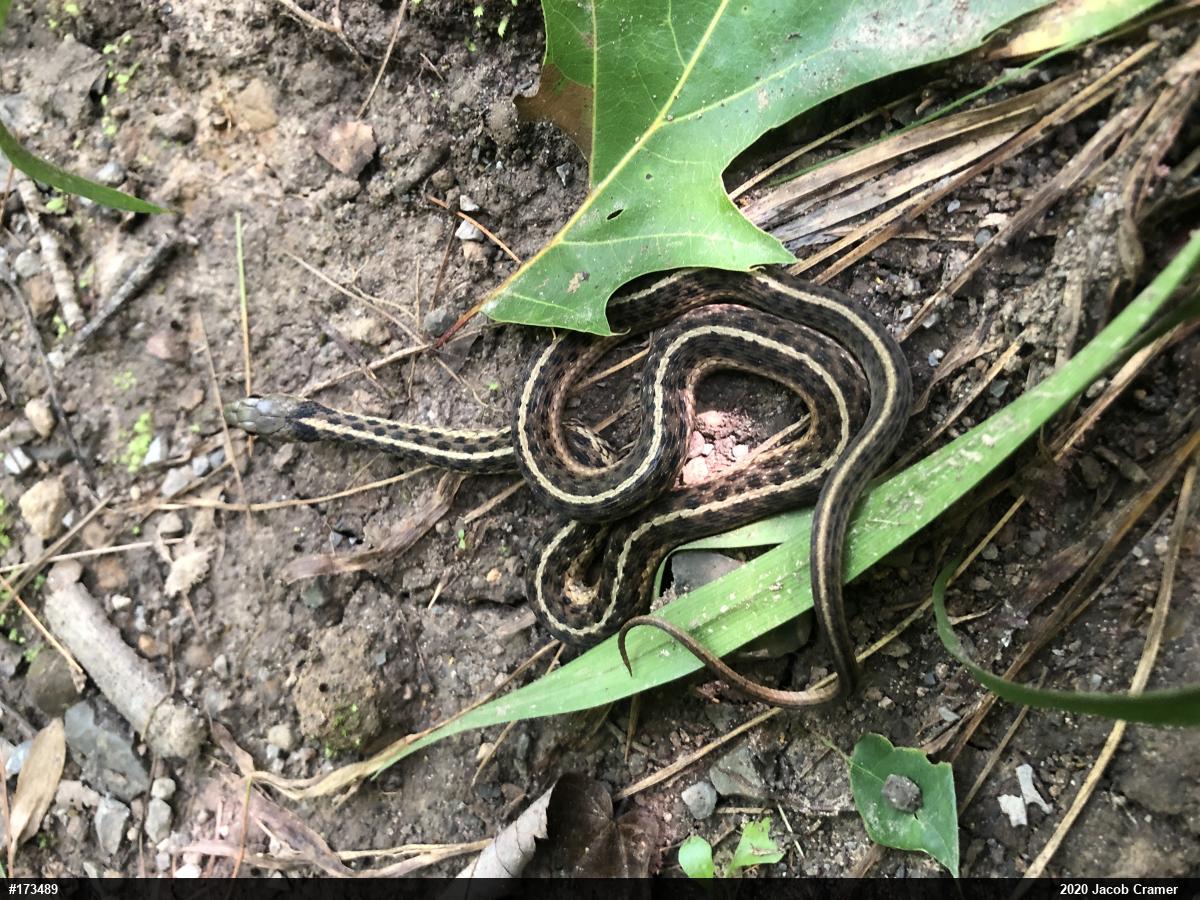 Eastern Gartersnake