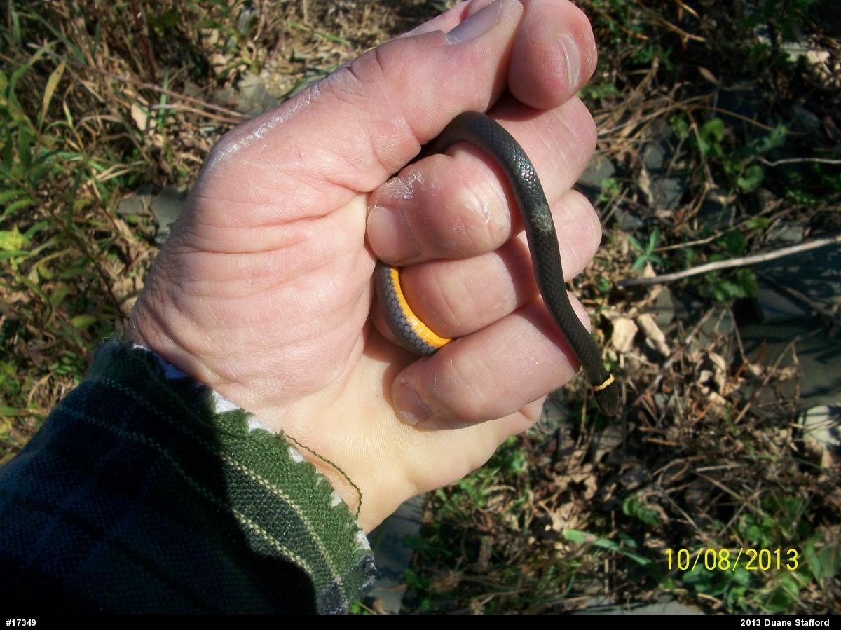 Northern Ring-necked Snake
