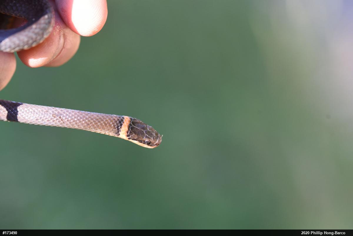 Northern Ring-necked Snake