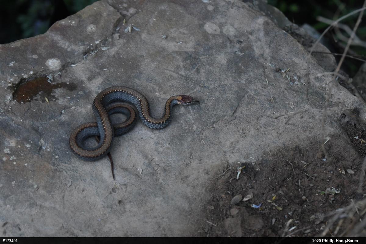 Red-bellied Snake