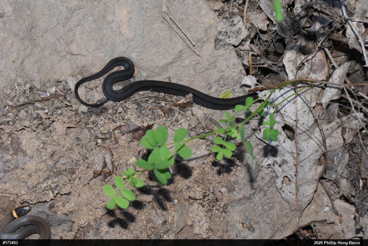 Northern Ring-necked Snake