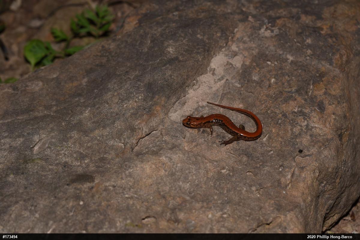 Allegheny Mountain Dusky Salamander