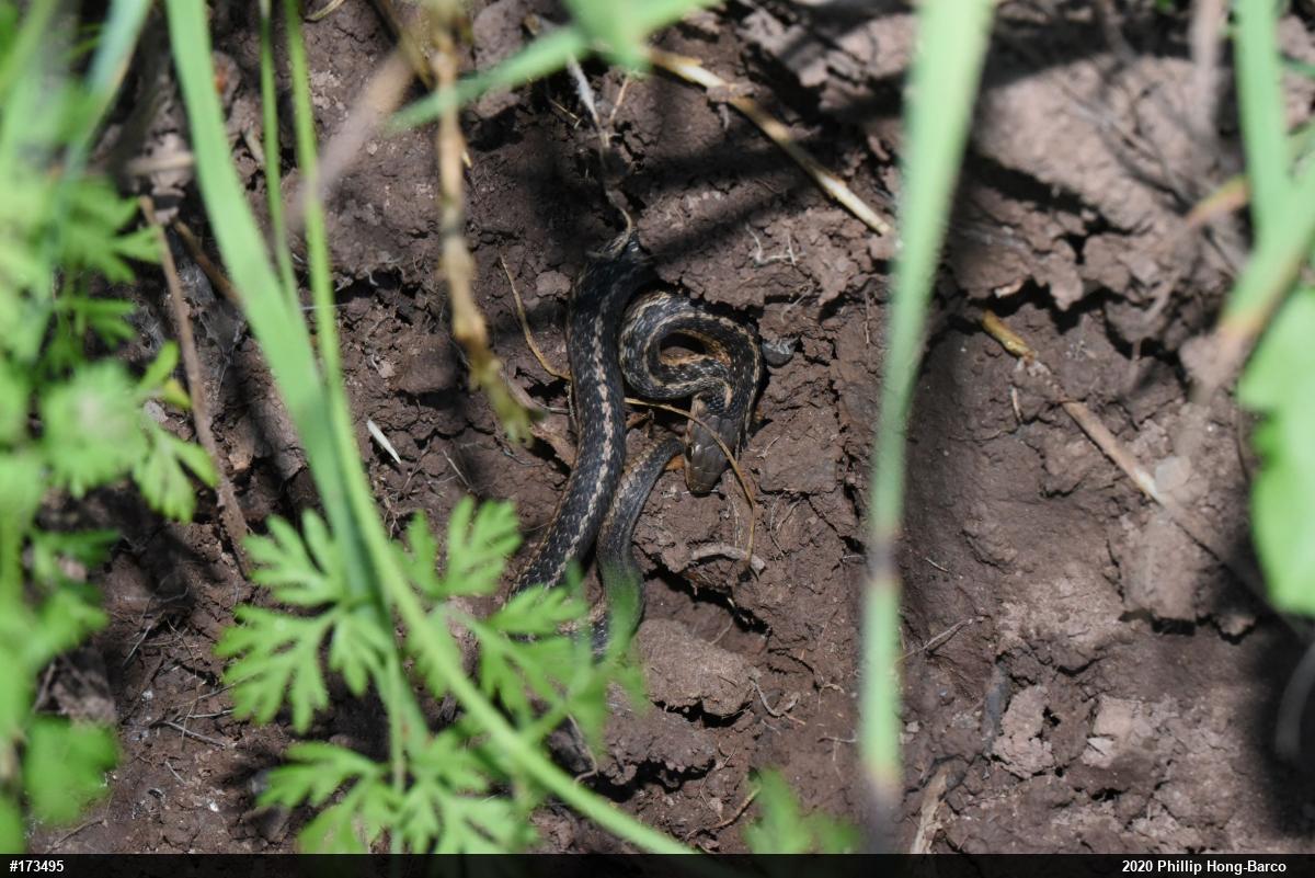 Eastern Gartersnake