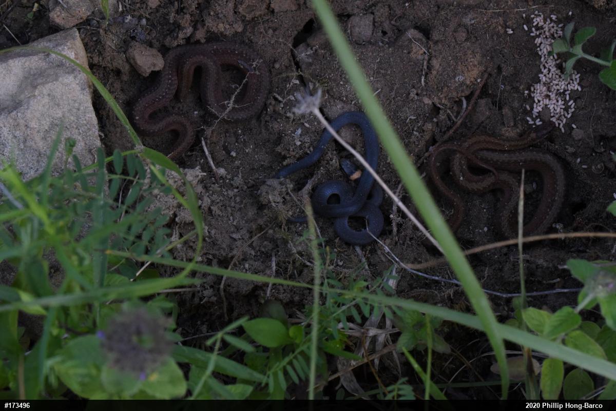 Red-bellied Snake