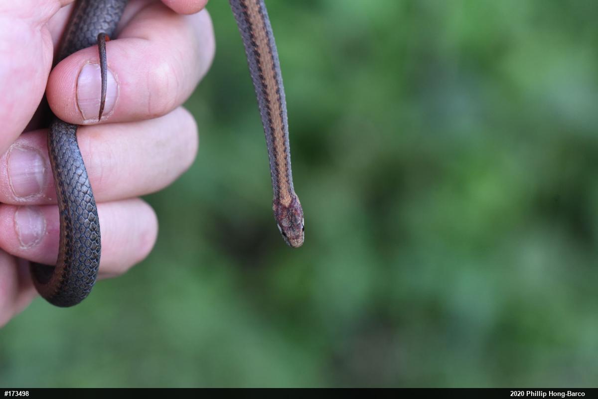 Red-bellied Snake