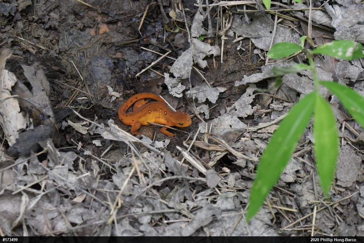 Red-spotted Newt