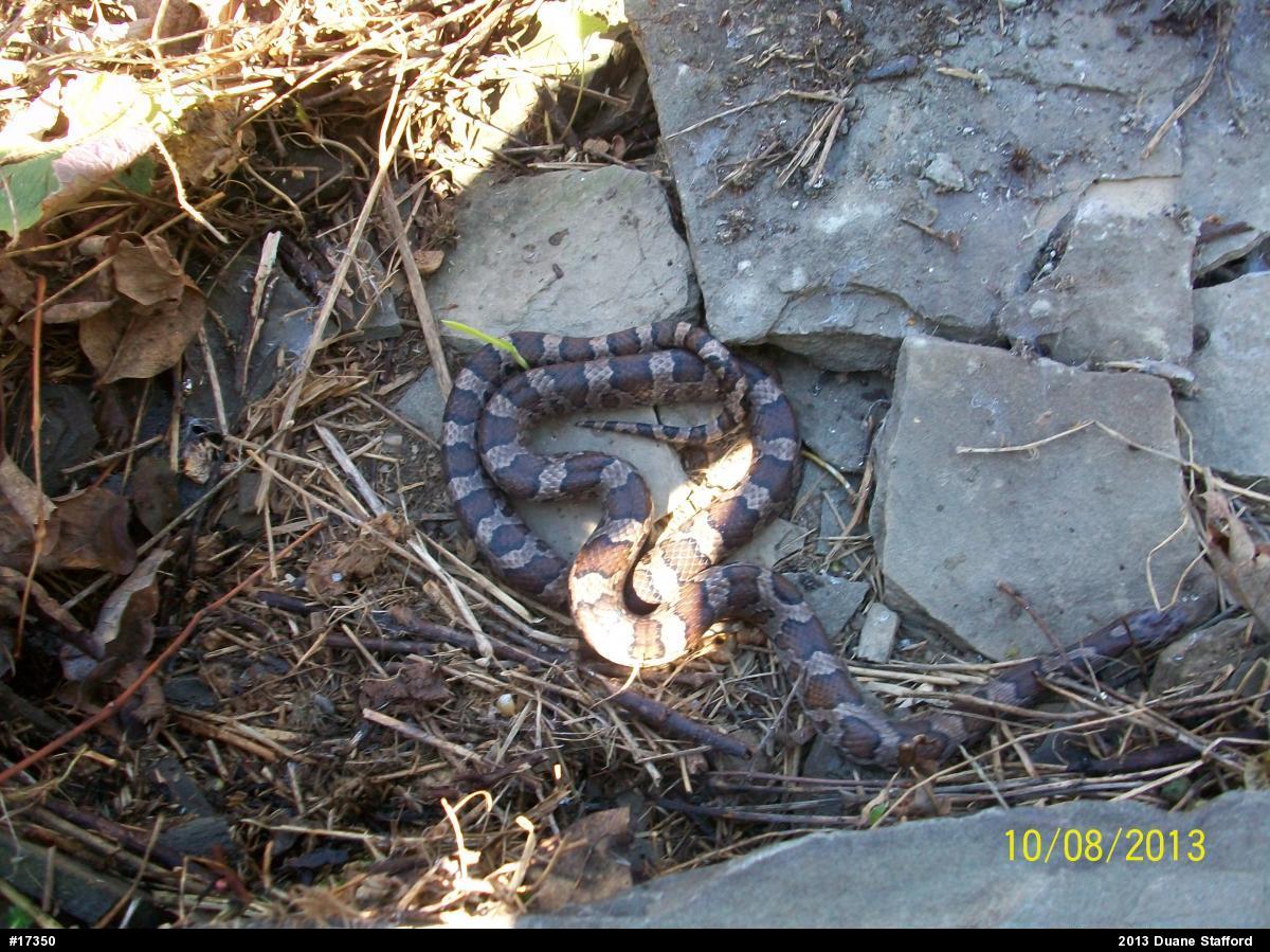 Eastern Milksnake