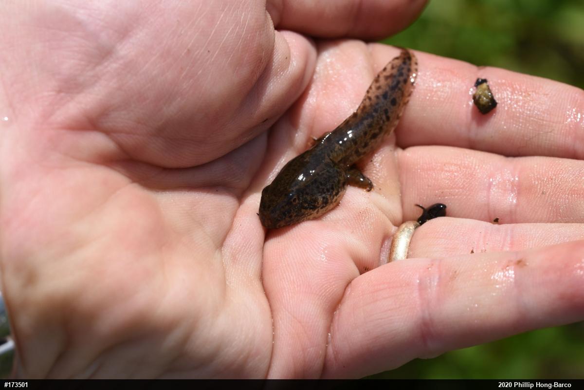 Green Frog