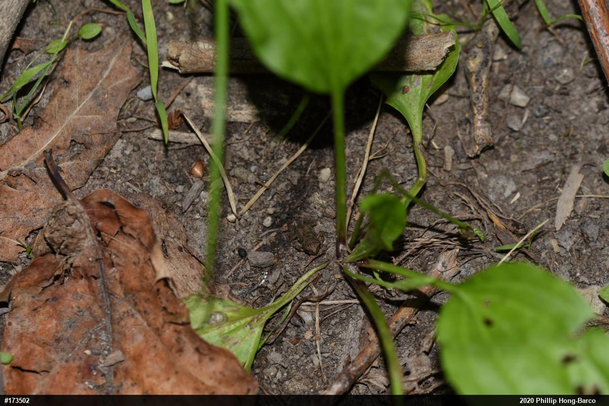 True Toads