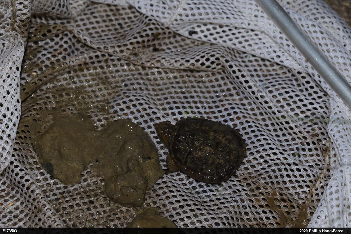 Snapping Turtle