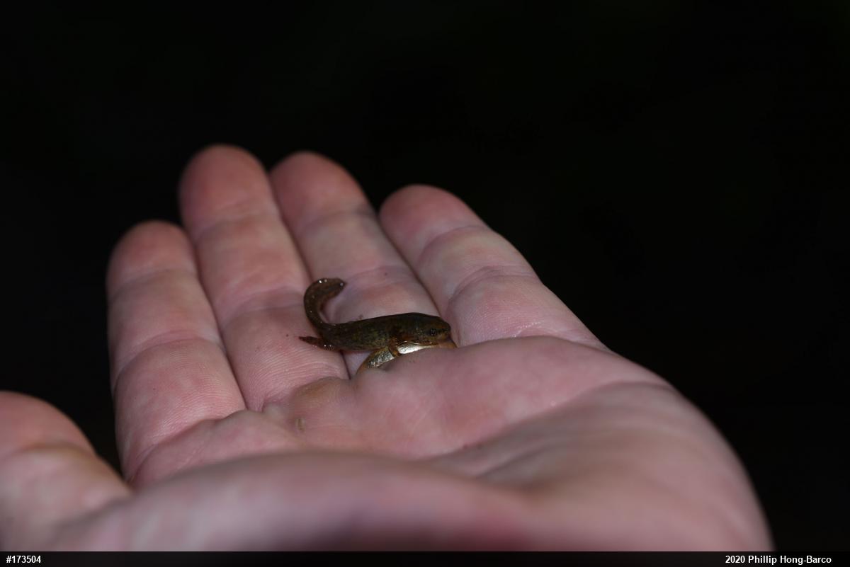Spotted Salamander