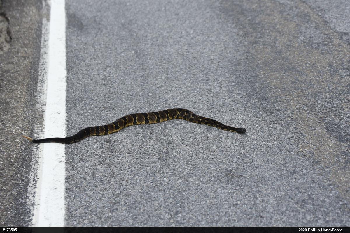 Timber Rattlesnake